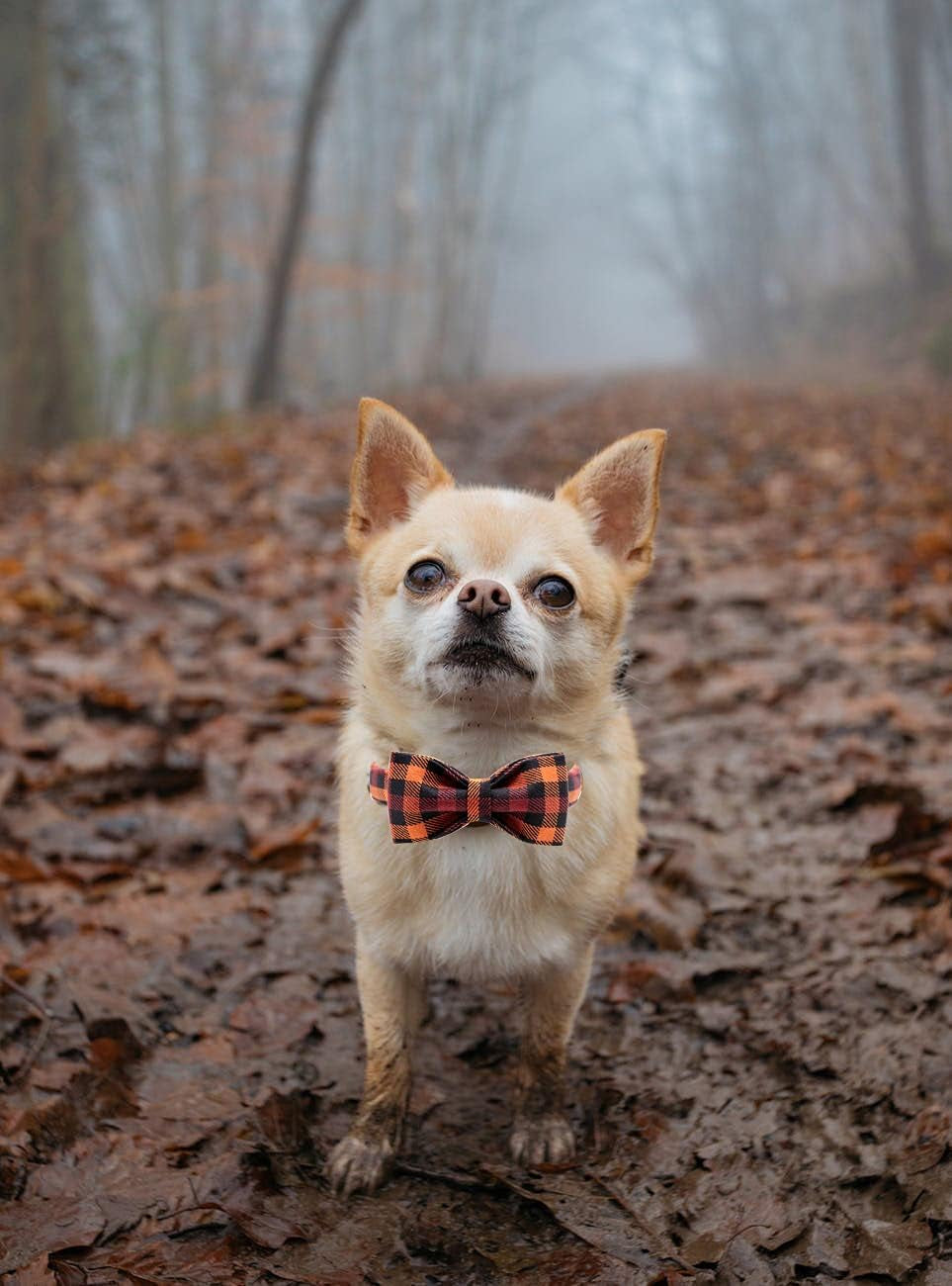 Charming Bowtie Dog Collar-0