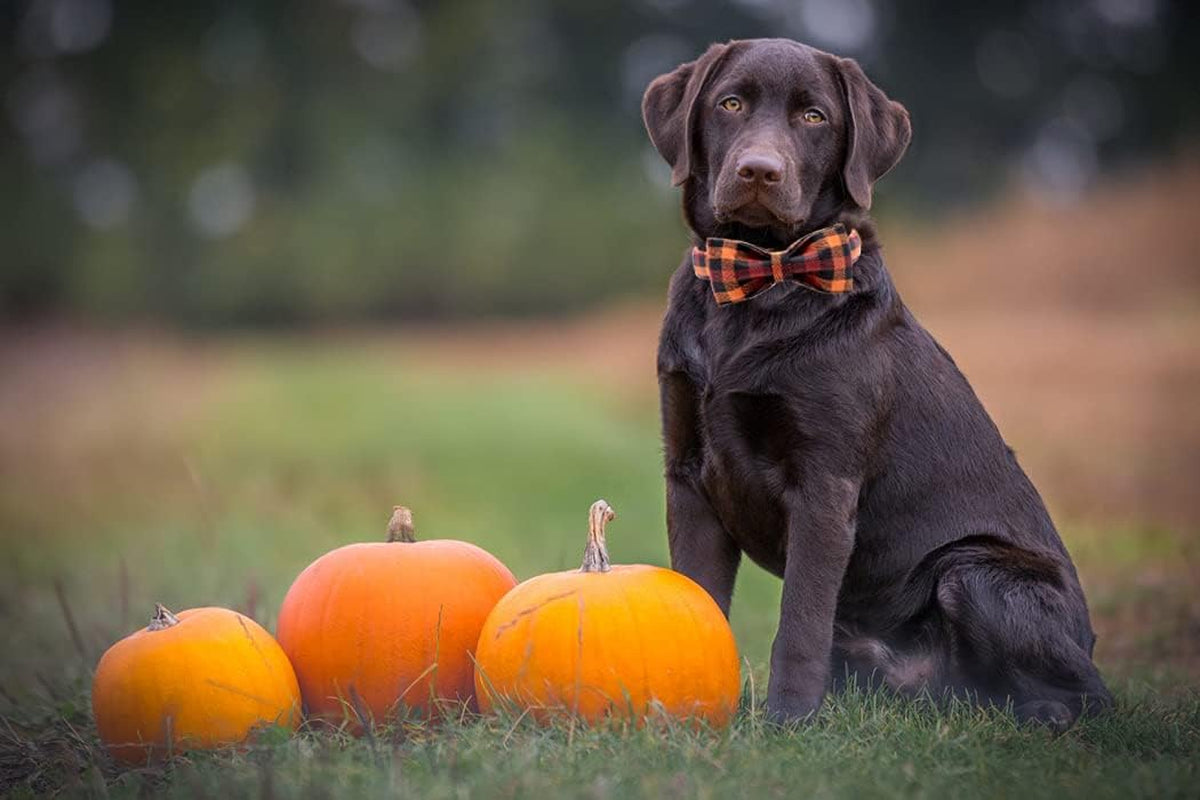 Charming Bowtie Dog Collar-2