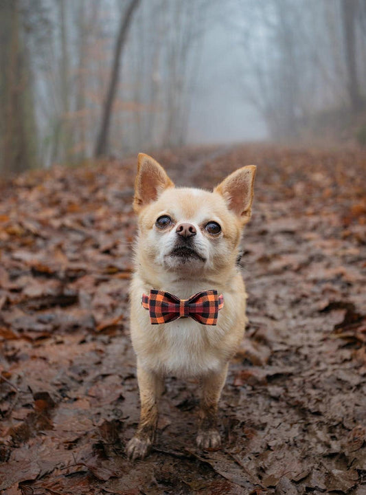 Charming Bowtie Dog Collar-0